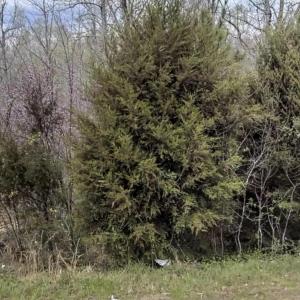 Photo #1 of 67 Lookout, Pittsboro, NC 0.4 acres