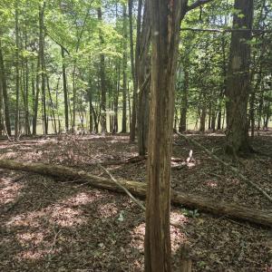 Photo #5 of Lot 45b Appaloosa Lake, Carthage, NC 0.7 acres