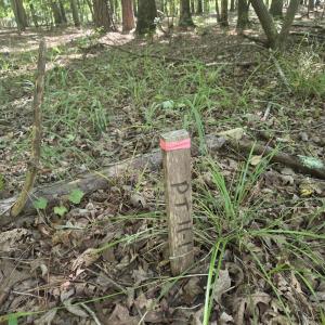 Photo #6 of Lot 45b Appaloosa Lake, Carthage, NC 0.7 acres