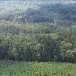 Photo #4 of 16369 Palmer, Marston, NC 13.0 acres