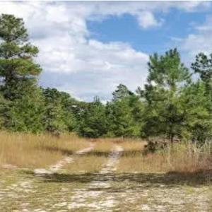 Photo #5 of 16369 Palmer, Marston, NC 13.0 acres