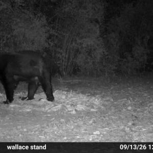 Photo #20 of 5 Bull Tail, Wallace, NC 20.0 acres