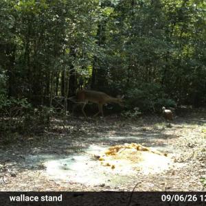 Photo #18 of 5 Bull Tail, Wallace, NC 20.0 acres