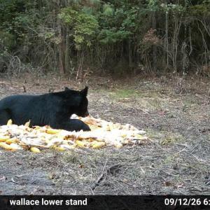 Photo #21 of 5 Bull Tail, Wallace, NC 20.0 acres