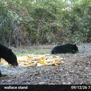 Photo #19 of 5 Bull Tail, Wallace, NC 20.0 acres