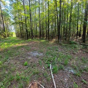 Photo #4 of Mcgowan, Bath, NC 5.9 acres