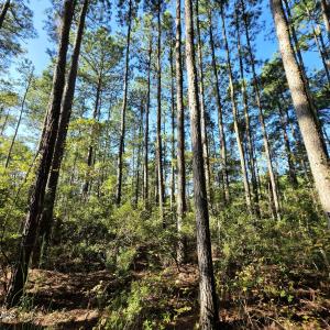 Photo #6 of Mcgowan, Bath, NC 5.9 acres