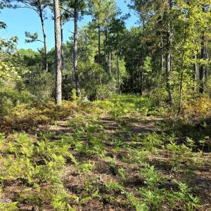 Photo #18 of Mcgowan, Bath, NC 5.9 acres