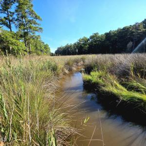 Photo #16 of Mcgowan, Bath, NC 5.9 acres