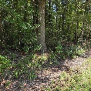 Photo #2 of Near 74 Long Leaf, Whiteville, NC 1.4 acres