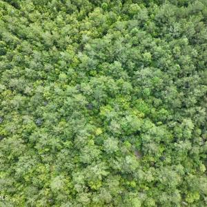 Photo #7 of 4 Cupelo, Farmville, NC 14.8 acres