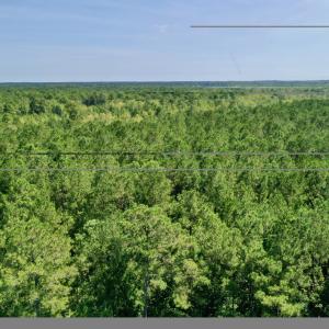 Photo #11 of Bud Stephens, Evergreen, NC 54.5 acres