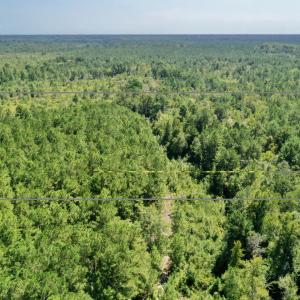 Photo #6 of Bud Stephens, Evergreen, NC 54.5 acres