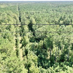 Photo #7 of Bud Stephens, Evergreen, NC 54.5 acres