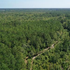 Photo #10 of Bud Stephens, Evergreen, NC 54.5 acres