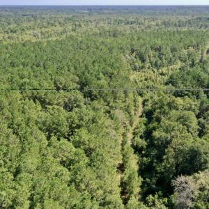 Photo #4 of Bud Stephens, Evergreen, NC 54.5 acres