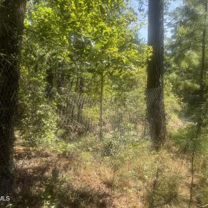 Photo #3 of Bud Stephens, Evergreen, NC 54.5 acres