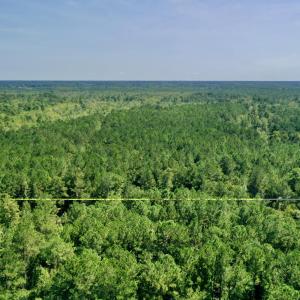 Photo #8 of Bud Stephens, Evergreen, NC 54.5 acres