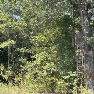 Photo #38 of 466 Indigo, Tabor City, NC 287.0 acres