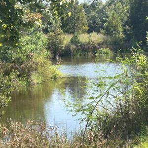 Photo #40 of 466 Indigo, Tabor City, NC 287.0 acres