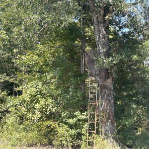 Photo #39 of 466 Indigo, Tabor City, NC 287.0 acres