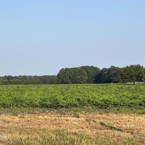 Photo #2 of 3541 Daughety White Road, Kinston, NC 21.3 acres