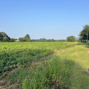 Photo #8 of 3541 Daughety White Road, Kinston, NC 21.3 acres
