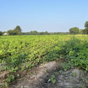 Photo #6 of 3541 Daughety White Road, Kinston, NC 21.3 acres