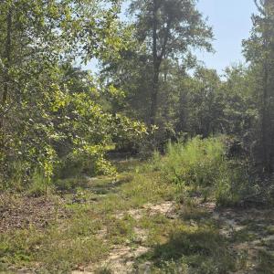 Photo #2 of 131 Spirit, Aiken, SC 3.0 acres