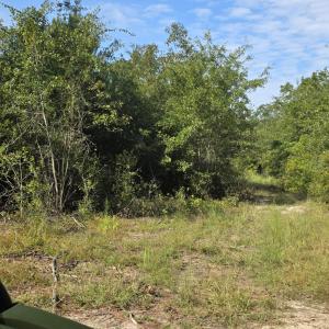 Photo #3 of 131 Spirit, Aiken, SC 3.0 acres