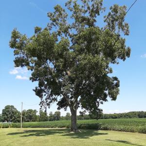 Photo #15 of Tbd Gus Town, Creswell, NC 19.3 acres