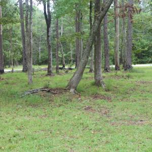 Photo #16 of 417 Mills, Oriental, NC 2.1 acres