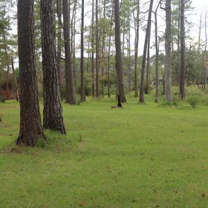 Photo #11 of 417 Mills, Oriental, NC 2.1 acres