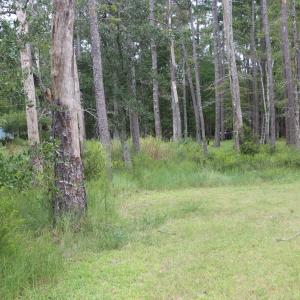 Photo #5 of 417 Mills, Oriental, NC 2.1 acres