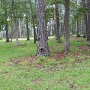 Photo #18 of 417 Mills, Oriental, NC 2.1 acres