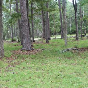 Photo #17 of 417 Mills, Oriental, NC 2.1 acres