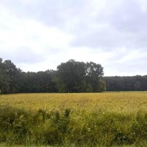 Road View