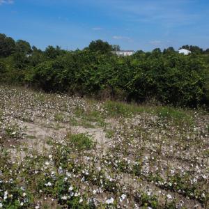 DJI_0517