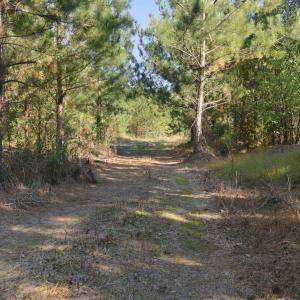 Trail