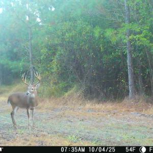 Deer
