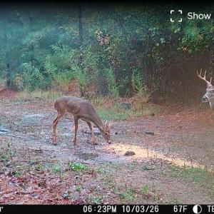 Deer 2