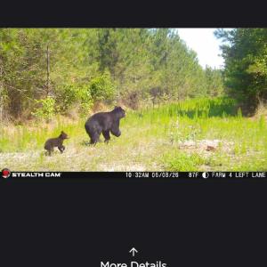Bear and Cub