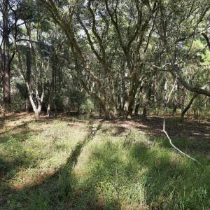 15-web-or-mls-IMG_8380