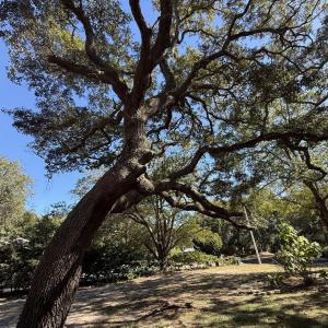 129CapeFeardr7