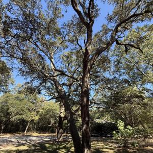 129CapeFearDr8