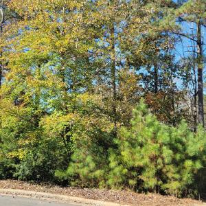 149 Brandy Mill