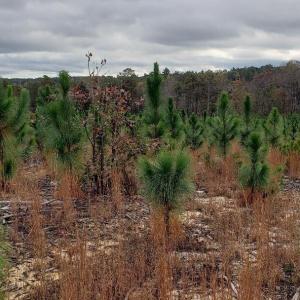 7Lk.LL.saplings2
