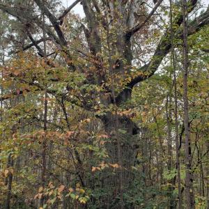 7Lk.WO.large.tree