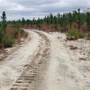7Lk.LL.saplings.new