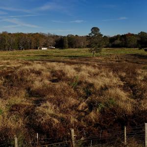 Copy of dji_fly_20241113_153400_0422_173